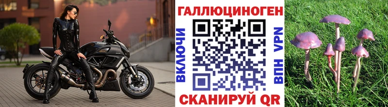 закладки  Оха  Псилоцибиновые грибы Cubensis 